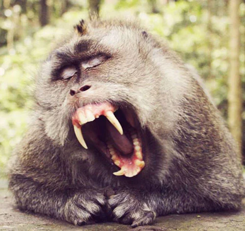 Monkey Forest