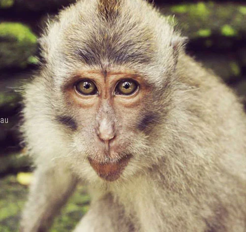 Monkey Forest